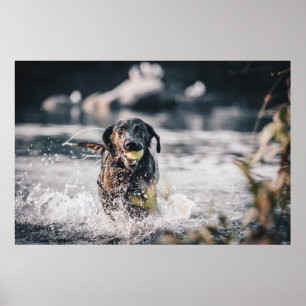 Zwart labrador speelt fets in water poster
