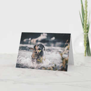 Zwart labrador speelt in water kaart