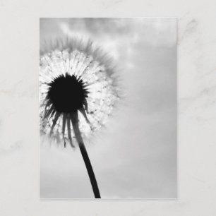 Zwart met Paardebloem Black en White Dandelion Briefkaart
