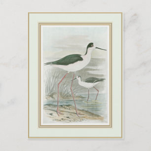 Zwart-Necked Stilts door het water Briefkaart