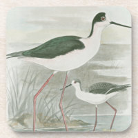 Zwart-Necked Stilts door het water