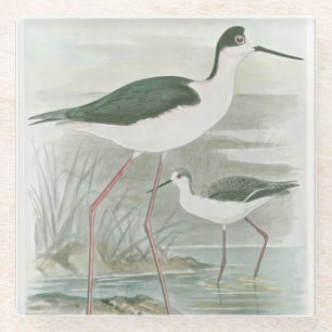 Zwart-Necked Stilts door het water Glazen Onderzetter