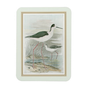 Zwart-Necked Stilts door het water Magneet