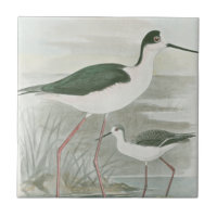 Zwart-Necked Stilts door het water