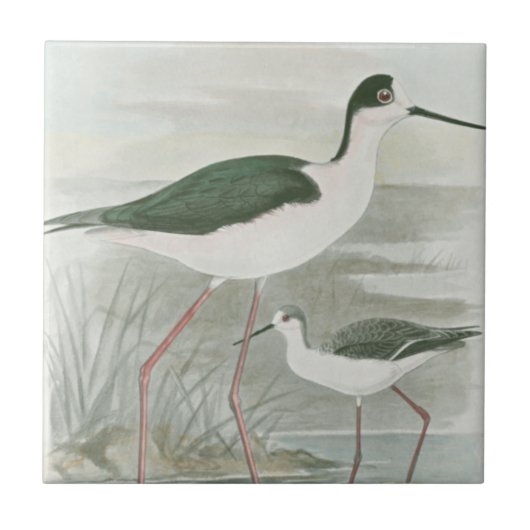 Zwart-Necked Stilts door het water Tegeltje (Voorkant)