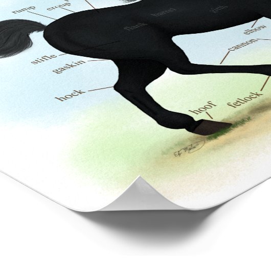 Zwart paard met ster- en Sockanatomigram Poster (Hoek)