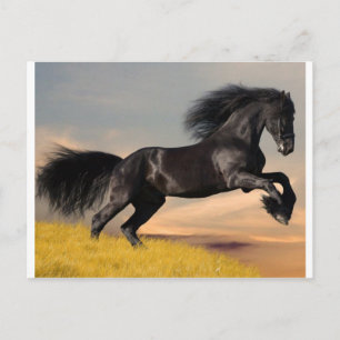 zwart paard op woestijn briefkaart