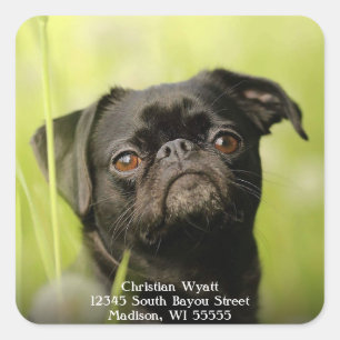 Zwart pug dog retouradres vierkante sticker