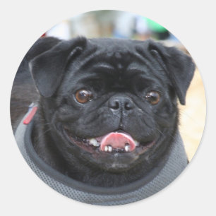 Zwart Pug Dog stickers