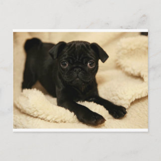 Zwart Pug Puppy Briefkaart