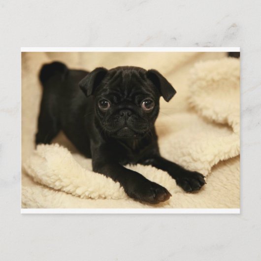 Zwart Pug Puppy Briefkaart (Voorkant)