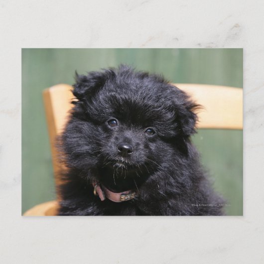 Zwart Puppy Pomeranian Briefkaart (Voorkant)