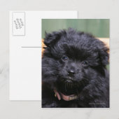 Zwart Puppy Pomeranian Briefkaart (Voorkant / Achterkant)