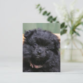Zwart Puppy Pomeranian Briefkaart (Staand voorkant)
