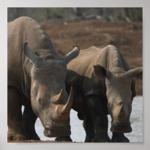 Zwart-rhinoPoster afdrukken Poster