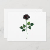 Zwart roos briefkaart (Voorkant / Achterkant)