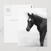 zwart veulen briefkaart (Voorkant / Achterkant)