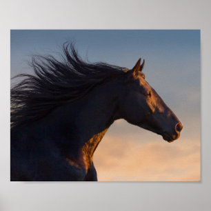 Zwart-vriendelijk paard bij zonlicht-witpagina afd poster