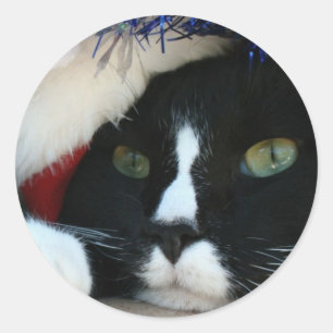 Zwart-wit afgetreden kattenstaartje blauw tinsel ronde sticker