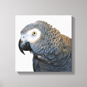 Zwart-wit Afrikaanse grijze papegaai Canvas Print