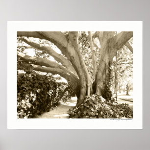 Zwart-wit Big Tree Los Angeles Griffith Park Poster