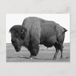 Zwart-wit Bison/buffalo Briefkaart