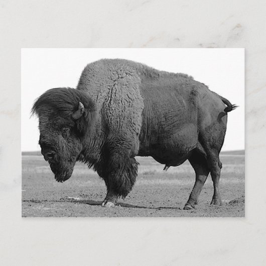 Zwart-wit Bison/buffalo Briefkaart (Voorkant)