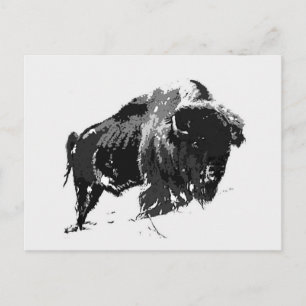 Zwart-wit Bison/buffalo Briefkaart