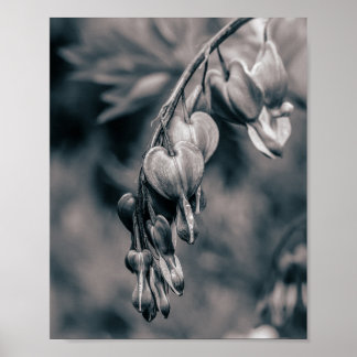 Zwart-wit Bloedende Hart Bloemen, Romantisch F Poster