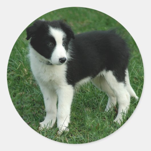 Zwart & Wit Border Collie Puppy Dog Stickers (Voorkant)