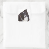 Zwart-wit Border Collie Puppy Dog Vierkante Sticker (Tas)