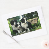 Zwart-wit Border Collie Puppy Dogs Stickers (Envelop)