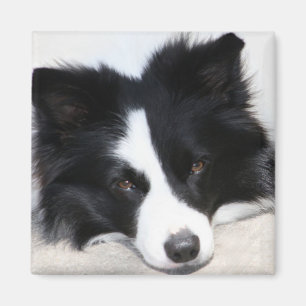 Zwart & Wit Border Collie Puppy Hondenmagneet Magneet