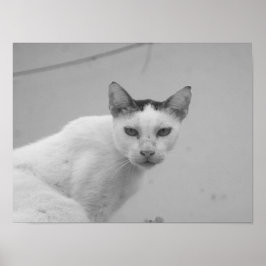 Zwart-wit - Cat 02 Poster