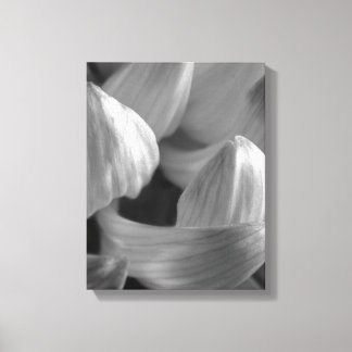 Zwart-Wit Chrysanthemum Canvas Afdruk