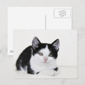 Zwart Wit Doordacht Kitten Briefkaart (Voorkant / Achterkant)