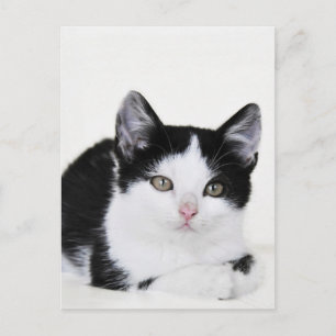 Zwart Wit Doordacht Kitten Briefkaart