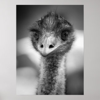 Zwart-wit Emu Portrait Wildlife Poster