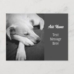 Zwart-wit foto van een hond slapen eenvoudig feestdagenkaart