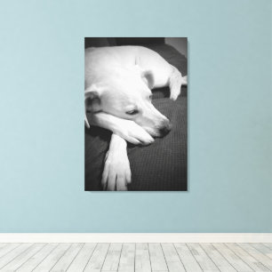 Zwart-wit foto van een mooie hond slapen canvas afdruk