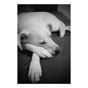 Zwart-wit foto van een mooie hond slapen perfect poster