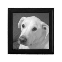 Zwart-wit foto van een mooie zielige hond