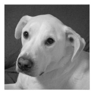 Zwart-wit foto van een mooie zielige hond perfect poster