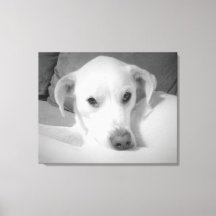 Zwart-wit foto van Labrador Mix Dog Canvas Afdruk