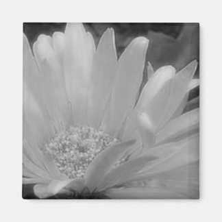 Zwart & Wit Gerber Daisy Magnet Magneet
