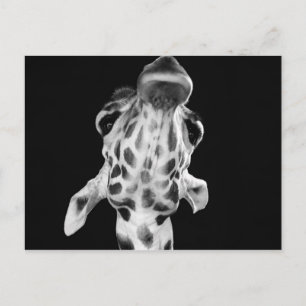 Zwart-wit Giraf-portret, dierfoto Briefkaart