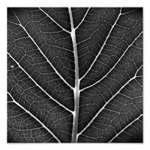 Zwart-Wit Glanzend Blad Close-Up Foto Afdruk