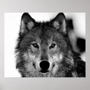 Zwart-wit grijs Wolf-kunstwerk Poster
