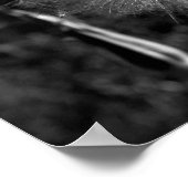 Zwart-wit, groot, helder Dandelion 16 x 20 Poster (Hoek)