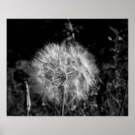 Zwart-wit, groot, helder Dandelion 16 x 20 Poster (Voorkant)